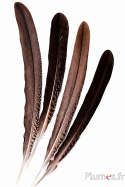 Pauw paars - 35-40 cm - natuurlijk